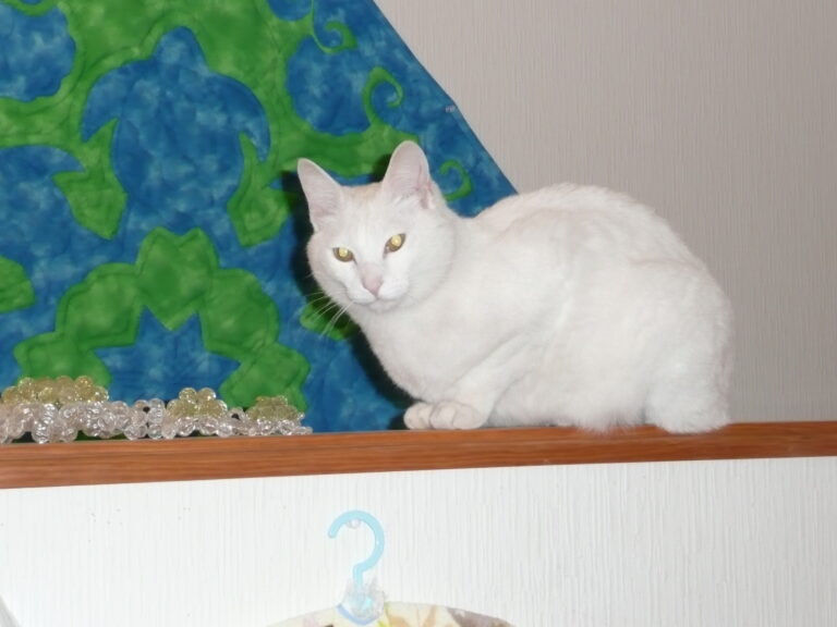 21歳の白猫シロ、奇跡の出会いから16年——我が家の最年長アイドル猫の物語